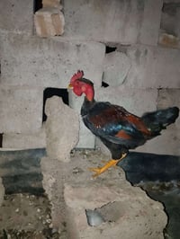 ديج أبو عليبي • للبيع • متواجد خاص