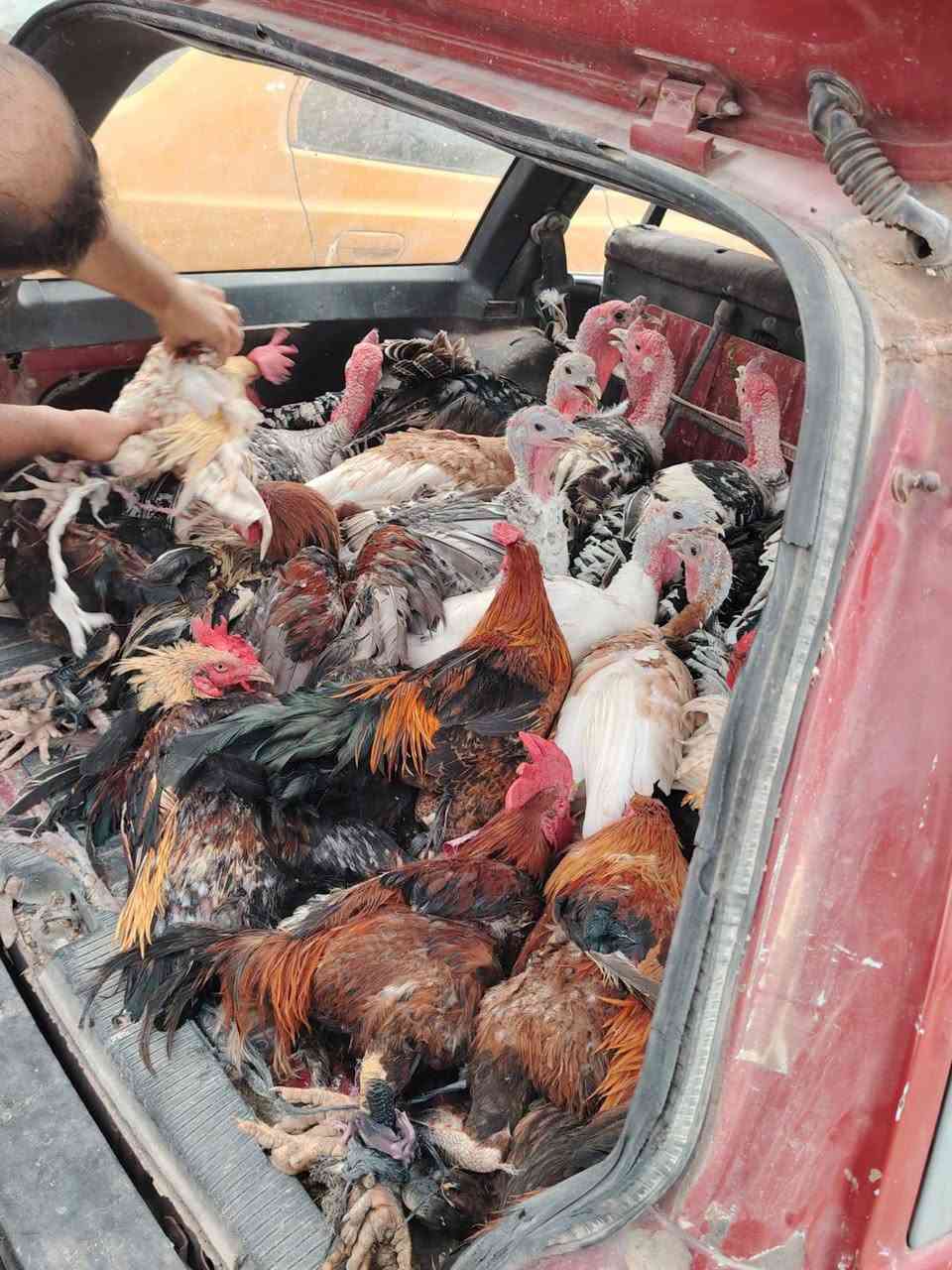 ديوك • فراريج • ناحية العباسي
