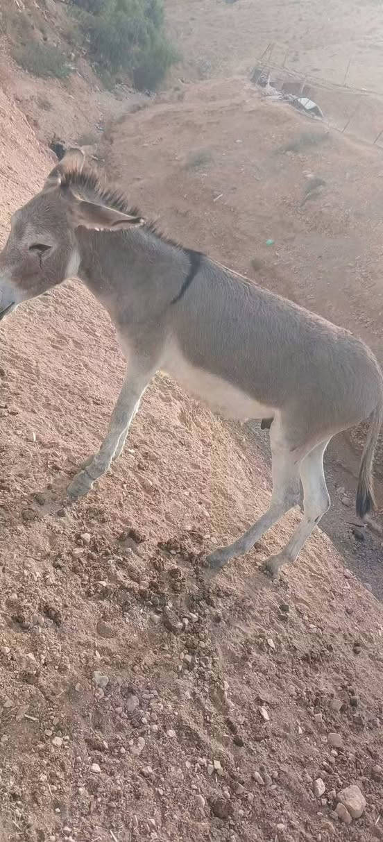 زمال