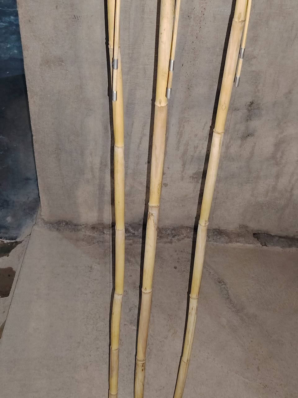 زل فارسي • اصلي • صيد
