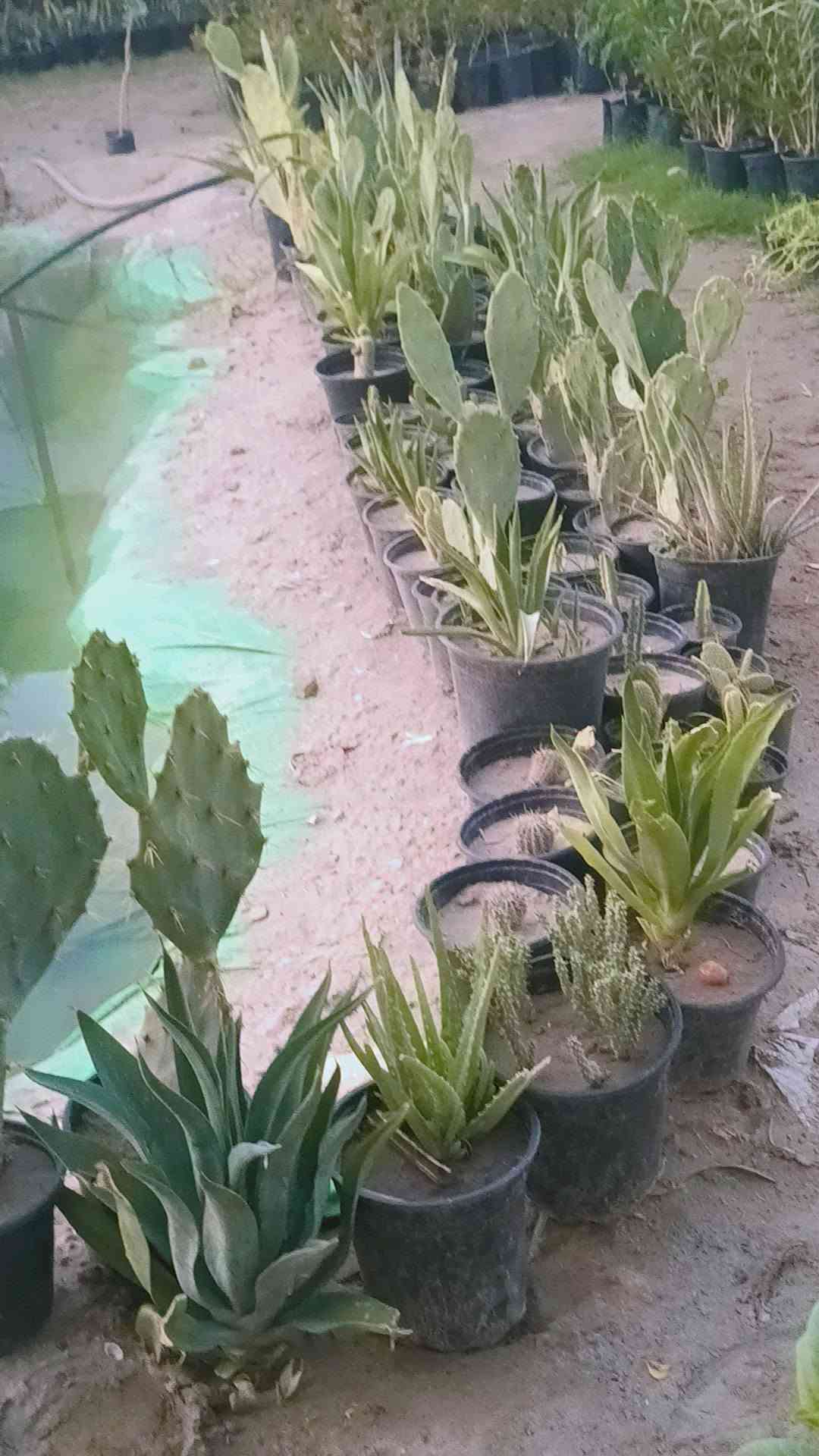 مساء الورد عليكم تحياتي للجميع 🌺

اليوم وصلت وجبه جديده جميع انواع الاشجار🌺

 اهلاً وسهلا  بيكم مشتل يم الامام بكر عليه السلام بابل

مشتل نور المرتضى👉👉

 رقم الهاتف بيه واتساب راسلوني وتداللون موجود توصيل 

 

***********
