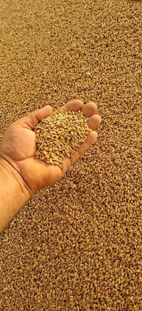 بذور حنطة • نزار بنت المغلف • بابل