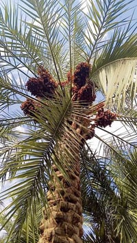 نخل • محمل • قابلة تفاوض