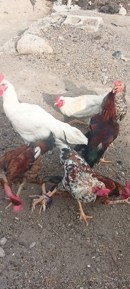 ديوكة عرب • فراريج شيش • قضاء الحويجة