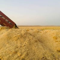 تبن نضيف • عمر سنة • بلدروز