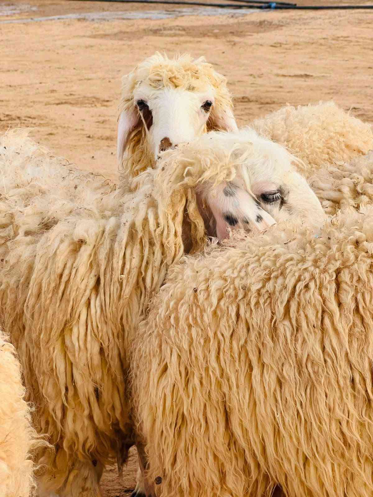 دجات • ١٠ • نوادر