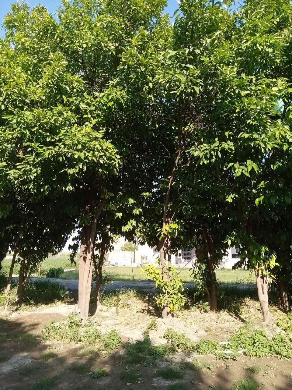 السلام عليكم ورحمة الله وبركاته
أرض زراعية طابو أربع دوانم 
بيها أربع بيوت 
قريبة على نهر الفرات 
اليوسفية صدر اليوسفية 
***********
