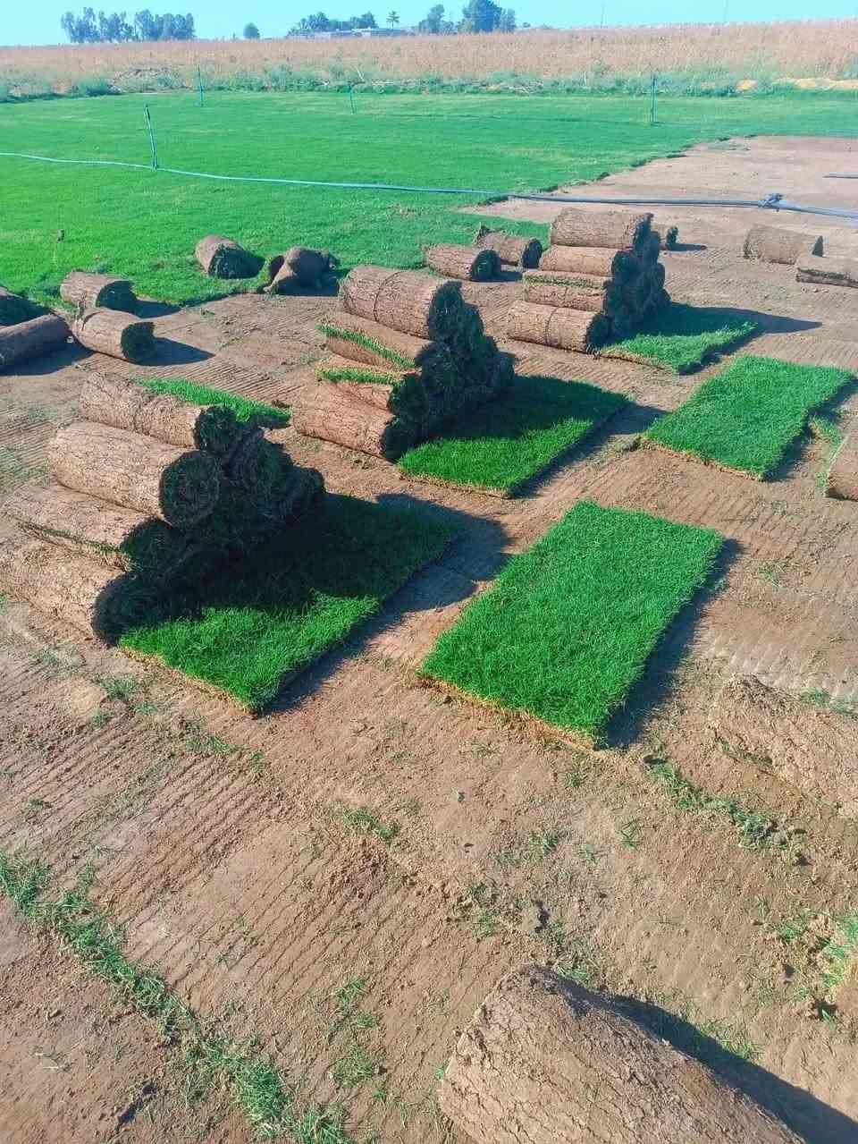 زبائننا  الكرام🌷🌷🌷
يوجد لدينا كافة انواع الثيل وبنوعية ممتازة ودرجه اولى
ثيل هندي 
الهندي دائم الخضره ✅
ذو لون جذاب ومنظر  خلاب ✅
وبأسعار تنافسية 

 

وكذلك لدينا كادر مختص في زراعة  الثيل بطريقة صحيحة وناجحه التواصل معا الصفحة الرئسية او التصال على الرقم ***********
مستعدين لتجهيز الحدائق العامة والمنتزهات والملاعب
