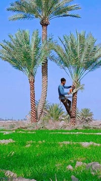 تنظيف نخيل • قطع شجر • عالقة بأسلاك كهربا
