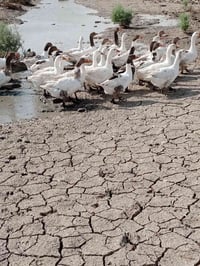 بط • ١٠ قطع