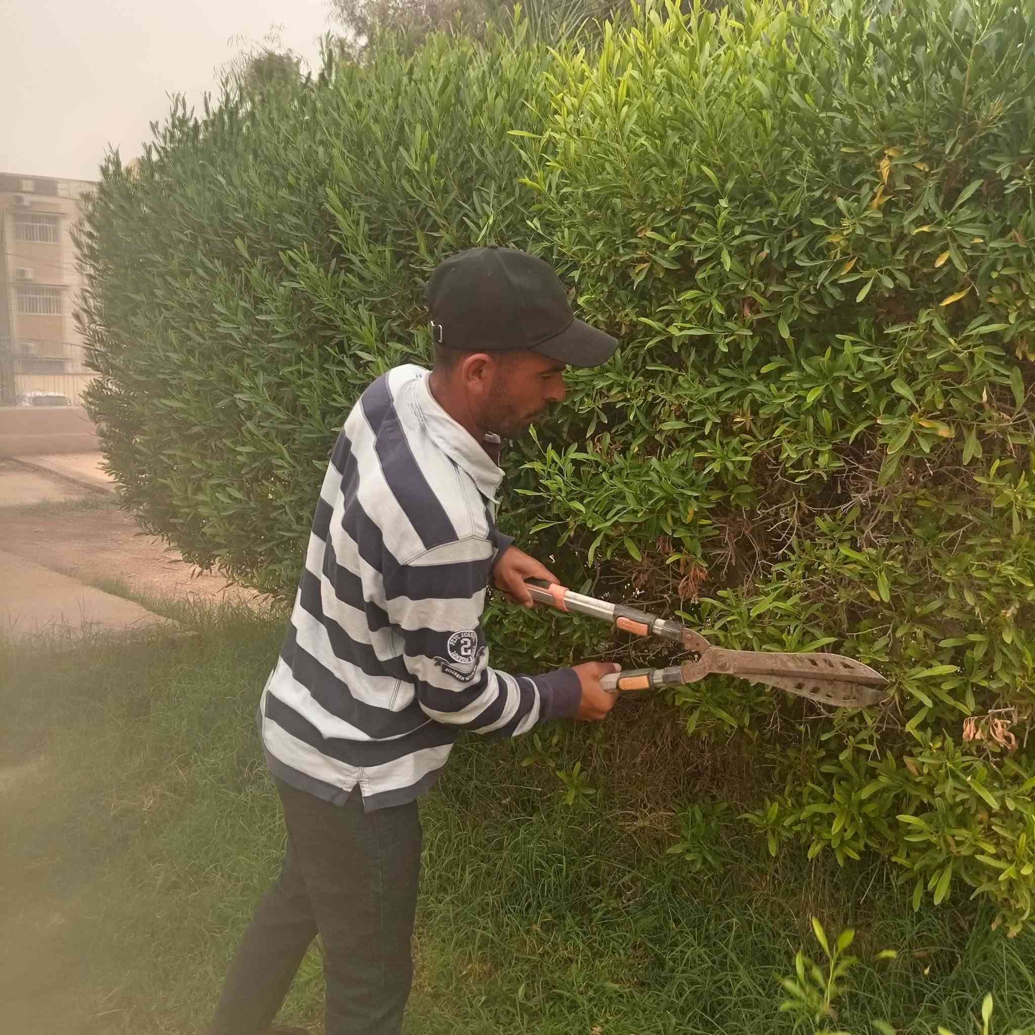 تقليم شجر • ديكور حدائق • القائم