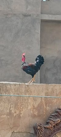 متاح • ديوجة • مكلف