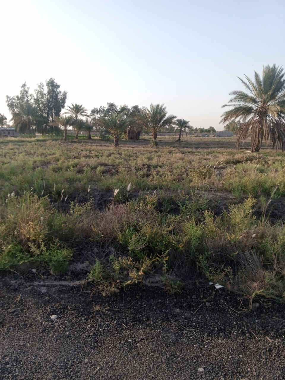 السلام عليكم بسبب الوعود الكاذبة ارض زراعية مساحة 540 متر مربع مع محرم مساحة 18 متر  سند 25 باسمي تتحول باسم المشتري مباشرة وعلى طابو المحمودية  على حولي المحمودية طريق السيد عبدالله خلف البنزين خانة الجديدة وكما موضح بالمنشور السعر 27 مليون وبيها مجال للاستفسار الاتصال على الرقم ***********
