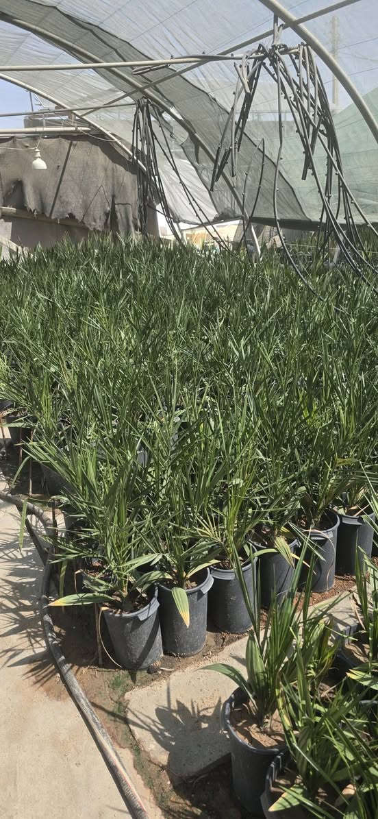 فسائل نخيل • برحي • مشتل درر النخيل