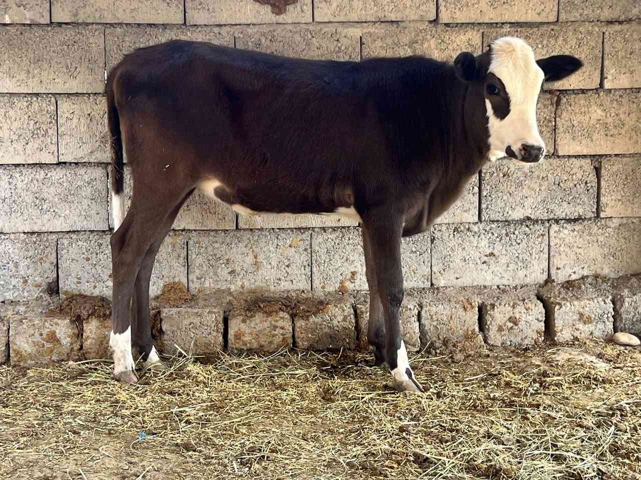 سمنتال • حوليه • ٧اشهر