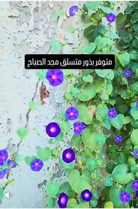 بذور • ورد شاي أزرق • السماوه