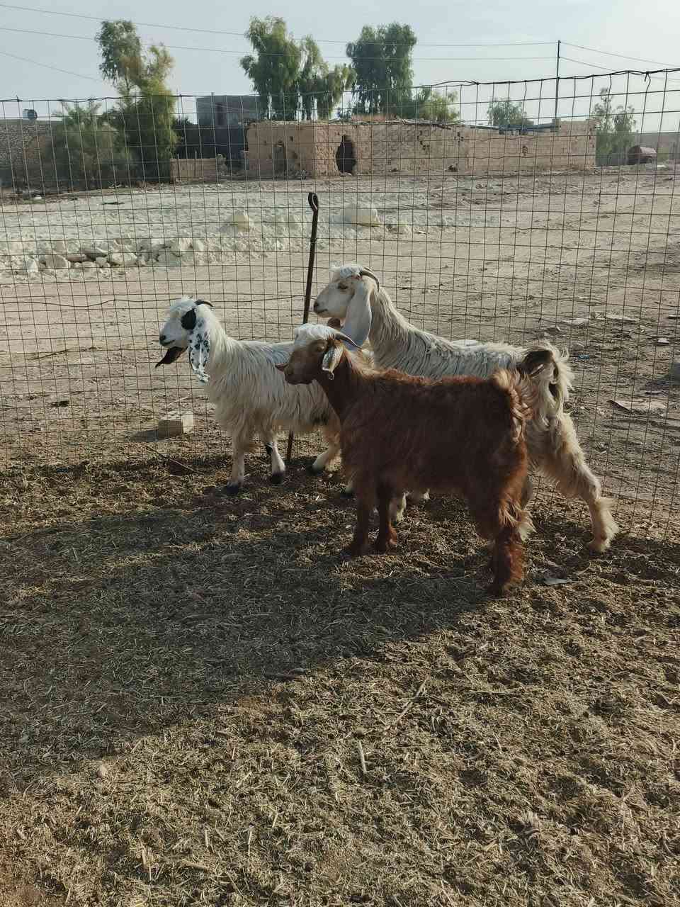 متاح • ٢ قطع • ناحية ريحانه
