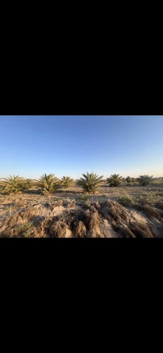 🌴 أرض زراعية للبيع – موقع استراتيجي
🌿 فرصة زراعية مميزة على طريق المهناوية – نزلة الحراكصة، بموقع ممتاز وتبليط واصل لحد الباب.
📐 المساحة: 60 دونم
🌴 منها 16 دونم بإجازة بستان
🌱 تحتوي على ما يقارب 450 نخلة مثمرة
📏 الواجهة: حوالي 220 متر
💧 ماء سقي متوفر
⚡ الكهرباء موجودة
🏕️ يوجد كرفان داخل الأرض
🚜 أرض زراعية جاهزة للزراعة 
✨ موقع ممتاز، خدمات متوفرة، وأرض جاهزة
للاستثمار الزراعي والبستاني.
🔥 فرصة مناسبة لمن يبحث عن أرض زراعية منتجة ومتكاملة!
📞 للاستفسار والتفاصيل:
***********
📲 الاتصال أو واتساب
لسنا الوحيدين، لكننا الأفضل… والفرص المميزة ما تتكرر!
