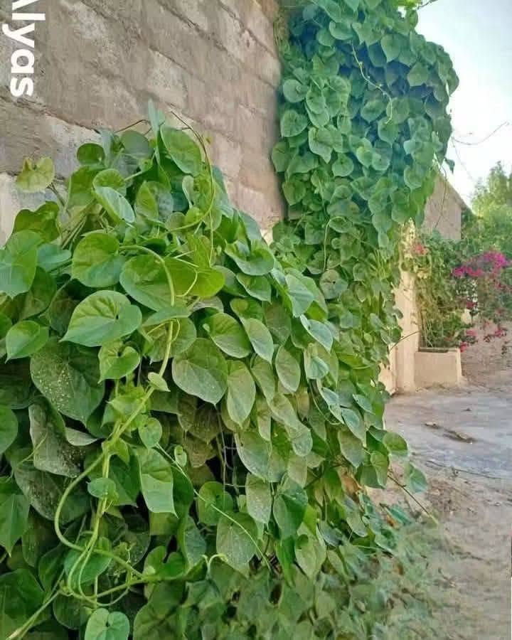 🌱 لكل محبٍّ للجمال والخُضرة، أهلاً بكم في عالمٍ تزداد فيه الحياة جمالاً بكل ورقةٍ خضراء 🌿✨
✨ متسلق القنقينة (اللبلاب) ✨
نبات متسلق جميل وسريع النمو، مناسب لتزيين الجدران والأسوار والحدائق ويضيف للمكان منظر أخضر طبيعي ومميز 💚
☀️ تحمل الحرارة: يتحمل أجواء الصيف وحرارة الشمس، ومع الري المنتظم يستمر بالنمو بشكل جيد.
🌱 التربة: يفضل التربة الخصبة وجيدة التصريف، مع المحافظة على رطوبتها خصوصاً خلال أيام الحر.
🍃 يتميز بأوراقه الخضراء ونموه المتسلق، ويمكن توجيه فروعه على الأسوار أو الدعامات حتى يغطي المكان بشكل جميل.
📏 الارتفاع: أكثر من متر
💰 السعر: 7,000 دينار فقط
🌿 للمهتمين بالزراعة وتجميل الحدائق، متوفر الآن وبسعر مناسب.
للحجز والاستفسار يرجى مراسله الصفحه او واتساب ***********
 العنوان بابل/ المحاويل 
يتوفر لدينا خدمه توصيل لجميع محافظات العراق 🚛
🌱 لكل محبٍّ للجمال والخُضرة، أهلاً بكم في عالمٍ تزداد فيه الحياة جمالاً بكل ورقةٍ خضراء 🌿✨

نص مكتوب في الصور:
- alyas