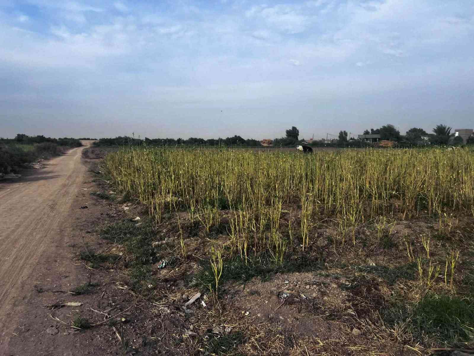 ٤٠ دونم • شاطيه • مياه كهرباء