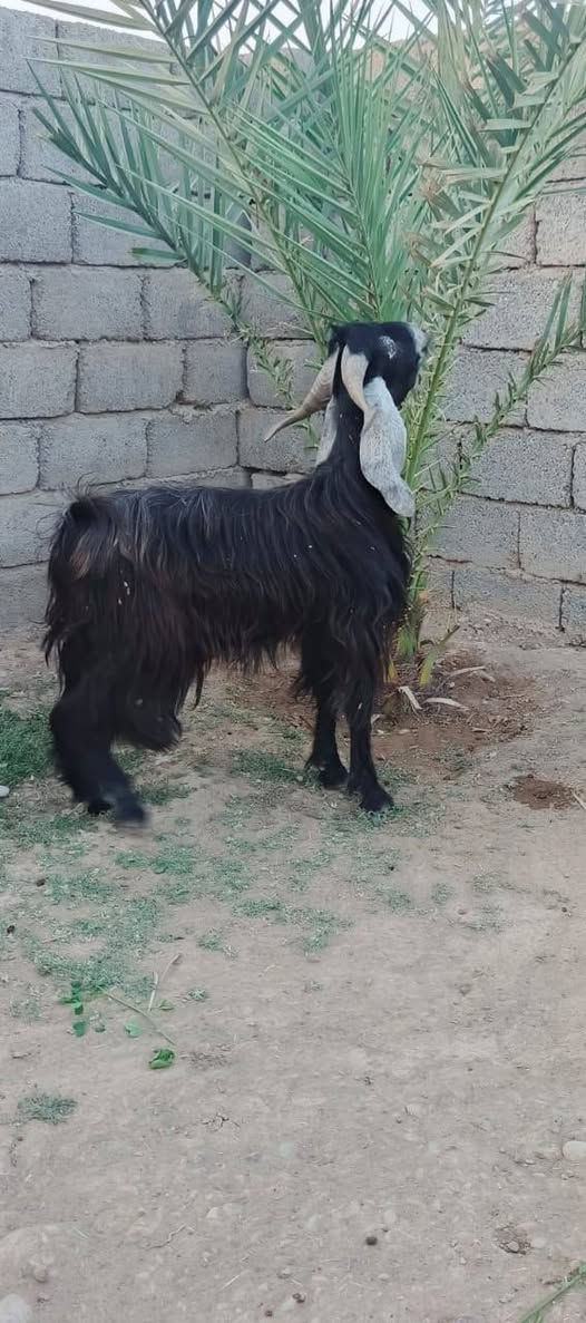 السلام عليكم
متاح جوز جدايه  عارضيات رقم واحد 1⃣ السعر مناسب 480 ثنينهن  الشراي اتصل وتدلل المكان الشرقاط قريت شكراً  ***********
