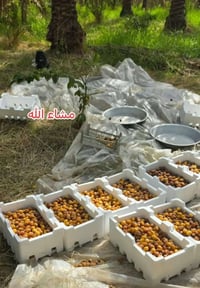 تمر برحي • درجة اولى • من ١٠كغ إلى طن