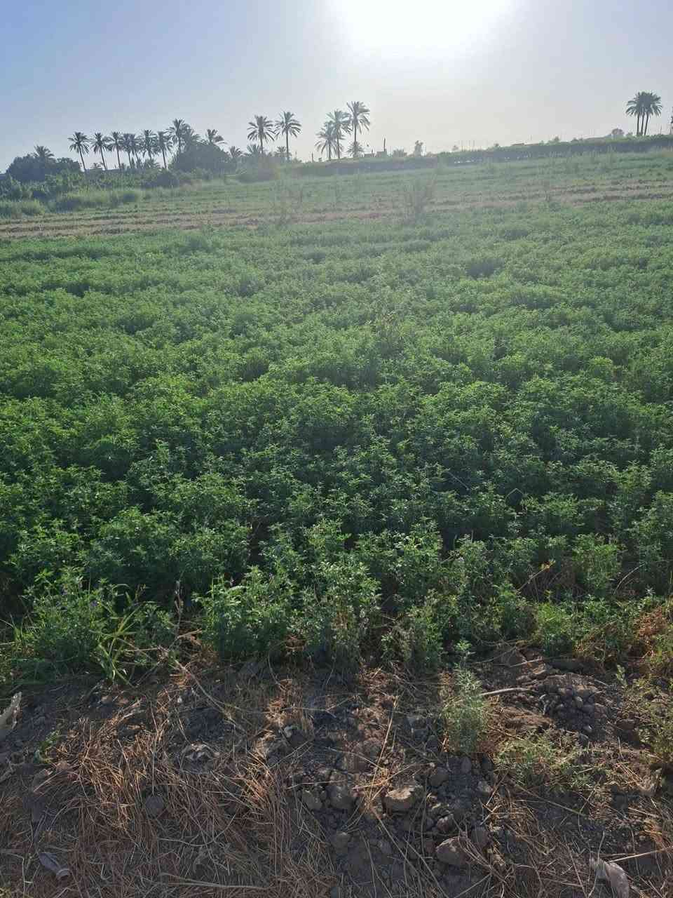 قطعه ارض طابو صرف.    

دونم نص. 
تبعد عن سريع بغداد موصل   ٥داقائق

***********. وتساب   
خدمات ماي كهرباء
