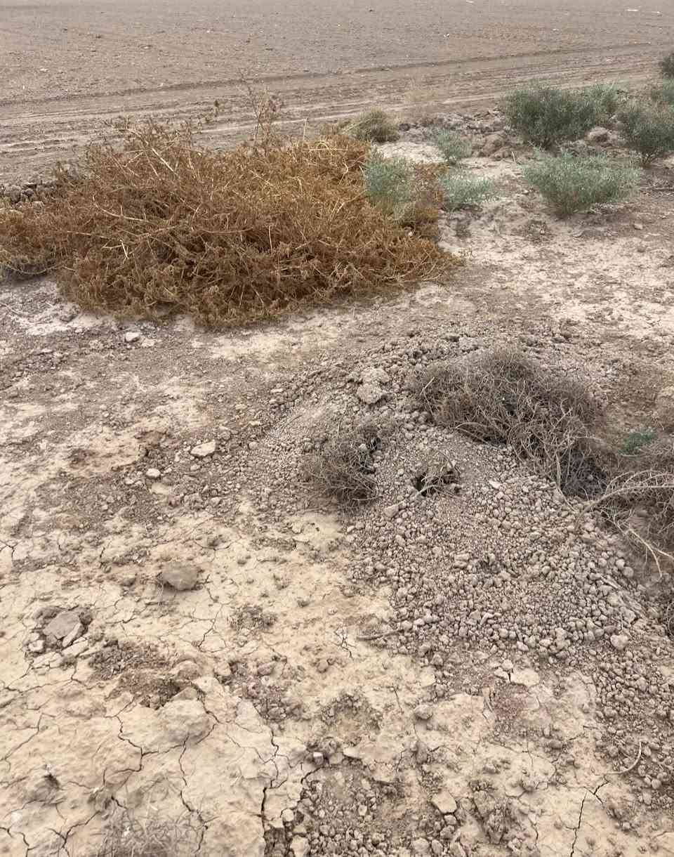٧دونم • سند ٢٥ • الصويره واسط