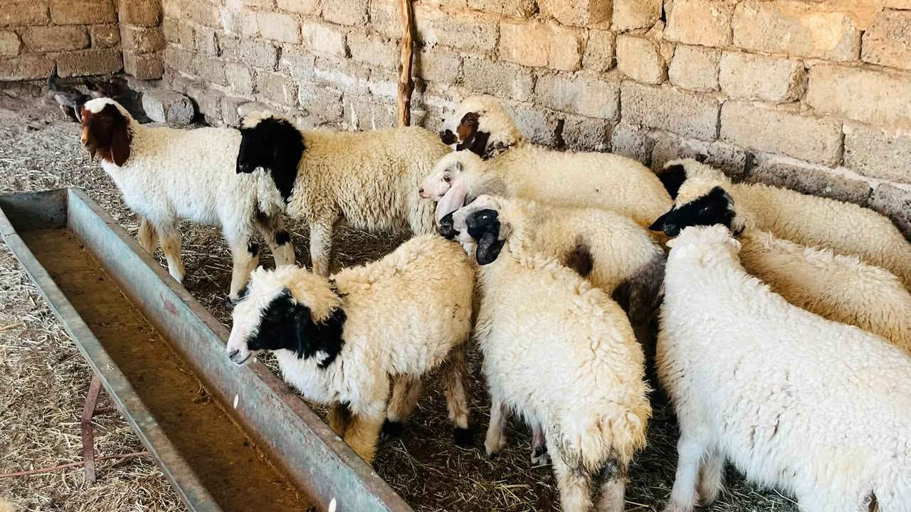 6 طليان + 6 فطايم مال ربط
السعر 450 الزوج وبيهن طكة مجال اذا شلع

المكان العلم سمره 

***********

