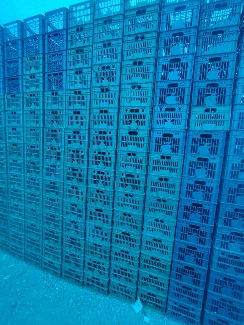 يوجد لدينا سنفوريه للبيع كميه أكثر من2500ستفسار تصال على الرقم ***********
