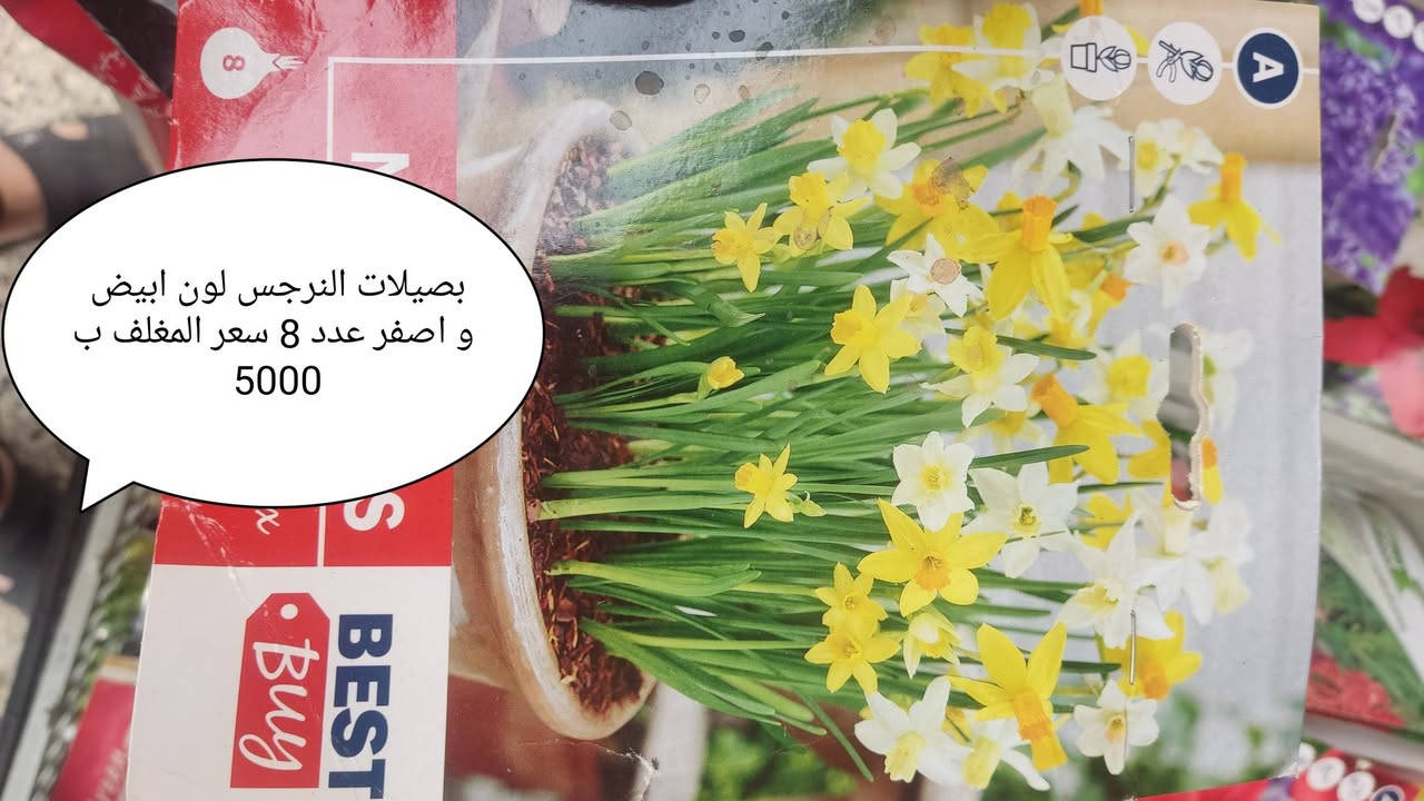 مغلفات زهور • بصيلات نرجس • موصل البلديات