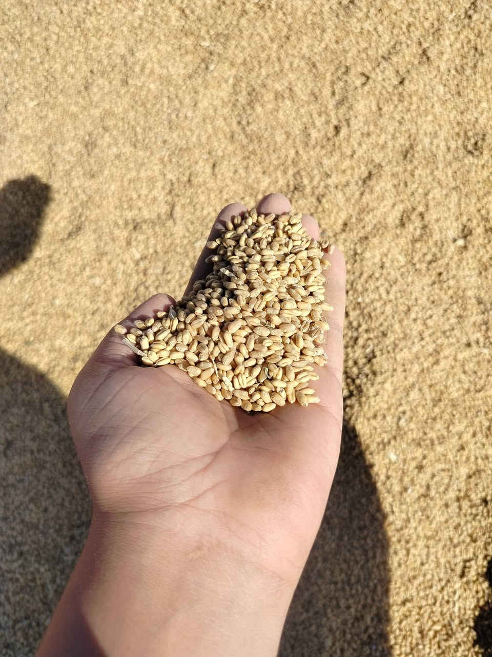 السلام عليكم ورحمة الله وبركاتة يوجد لدينا حنطه باجران بنت بنت الچيس نظيفة درجه اولى للاستفسار الاتصال على الرقم ***********
