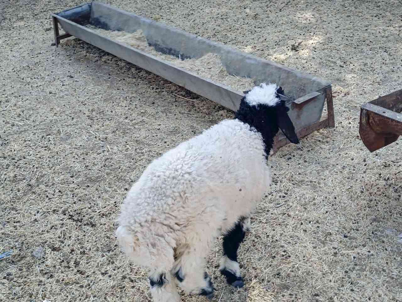 يوجدطلي مال السنةالعنوان
بيجي الحي العصري ***********
***********
