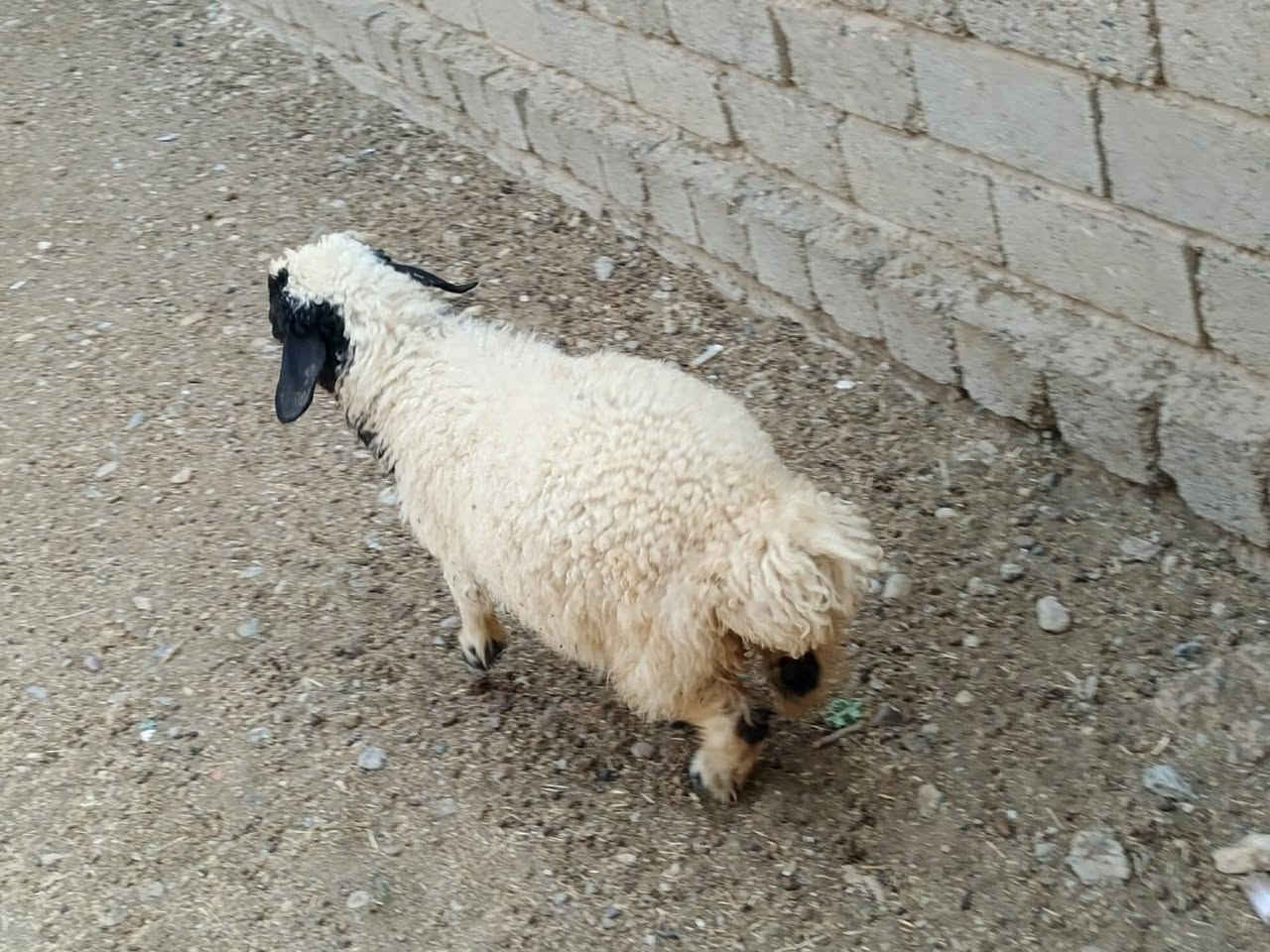 فطيمة • السنة • بيجي الحي العصري