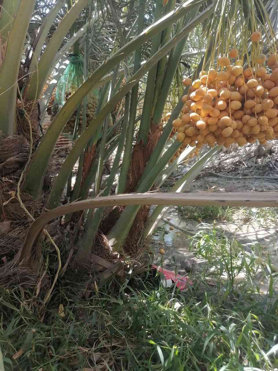 اللهم صلّ على محمد وآل محمد فسائل برحي حر للبيع حجم كبير المكان قضاء المدينه منطقه السالم نهر عنتر سيد عرب 
***********واتساب
