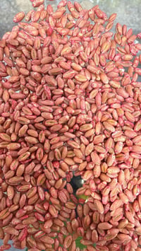 بذور حنطه • جت عراقي • الاخيضر