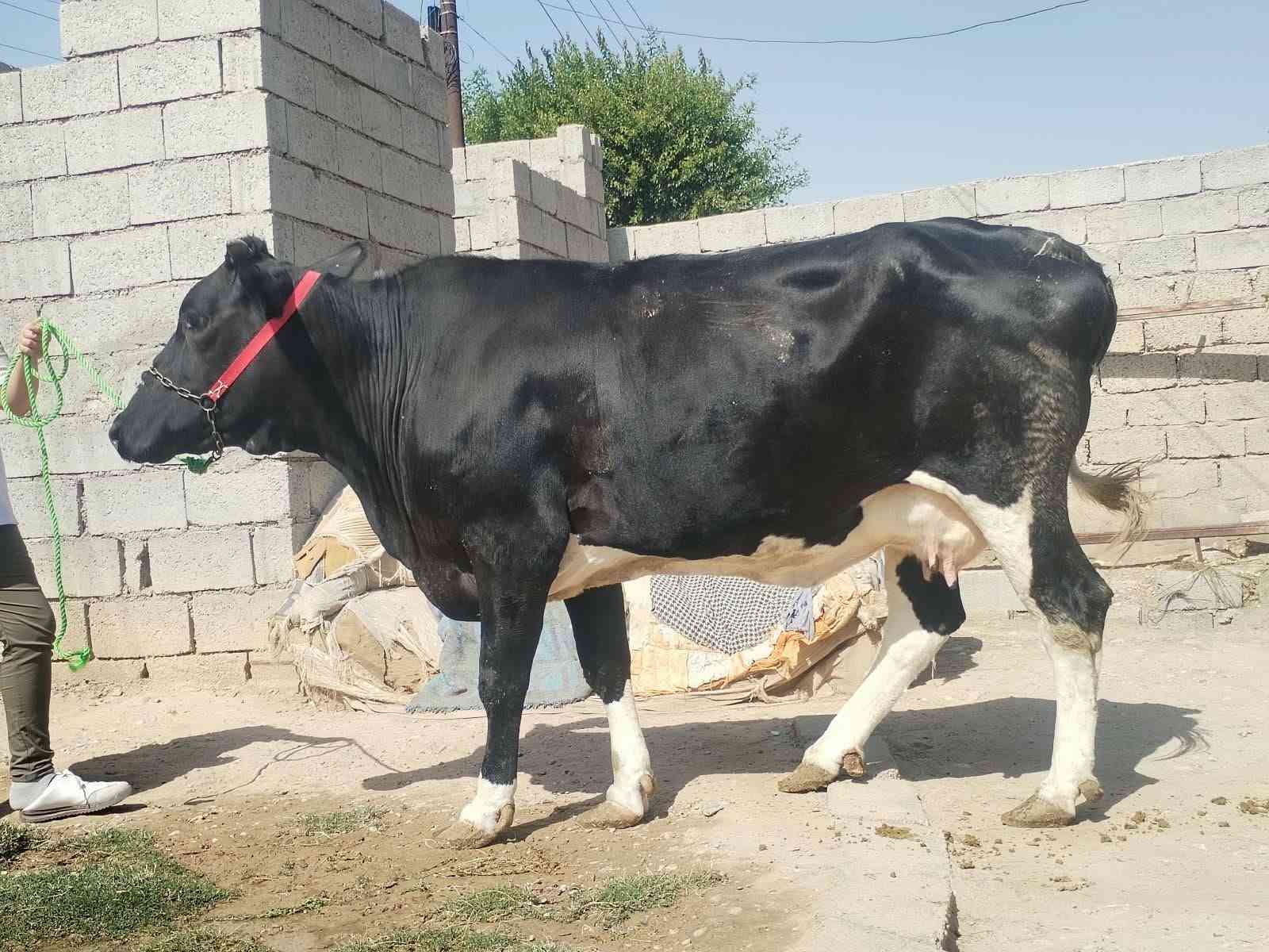 ناحيةالزاب • تحلب • ٨ أشهر