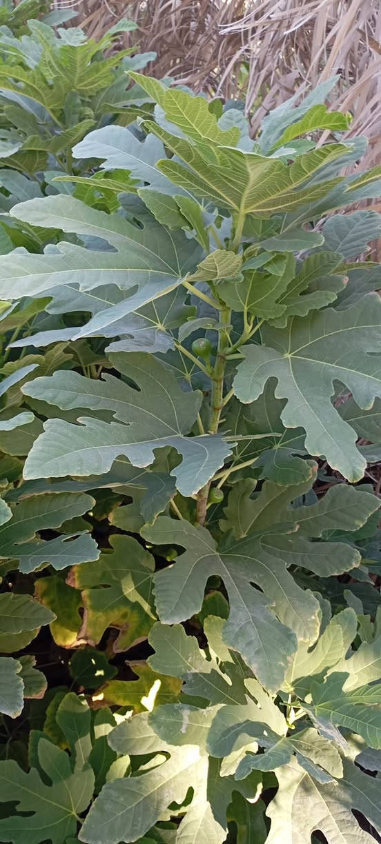 على بركة اله
🌞🌴.... البيع. شتلات تين ....🌴🌞🌴 
     🌞🌱تين اسواد تين بن مسلم🌱🌞🌱
     🌞 🚨.  المكان    بابل.      الكفل.🚨🌞
     🌞 جمله فقط
     🌞 جمله فقط
     🌞جاهز الزراعه 🌴🌴
     🌞اقل كميه ١٠٠ شتله 
     🌞التصال ***********📞📞
     🌞رتفاع متر. وأكثر🎄🎄 . حجم سندانه كيلوين 
     🌞ملاحظه. الشراي. يتصل🪩🪩
