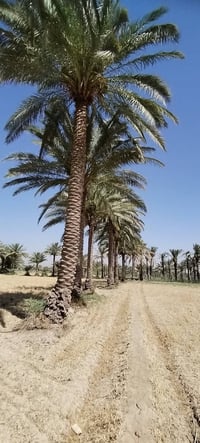 العلاك • طابو زراعي • ٣ دونم