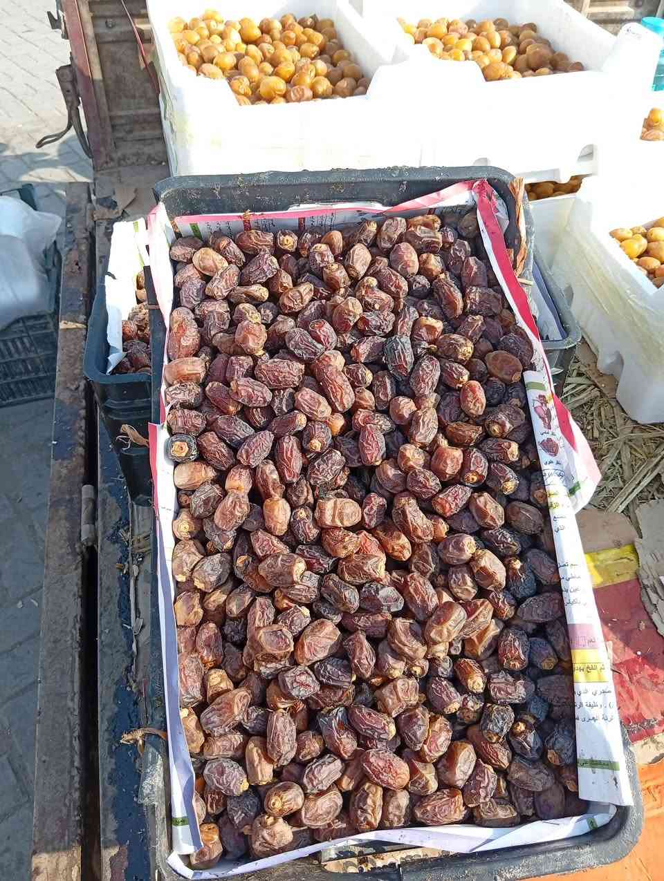 برحي درجة اولى • بريم ناشف • فلكة ابو دشير