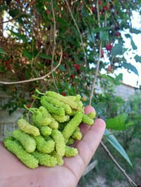 مزرعة ٦دونم • تفاح • طابو بعقوبة