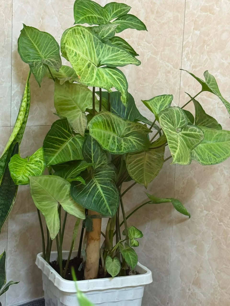 ئەمگوڵانە بۆ فڕۆشتن بۆ نرخ نامە بنێرن یان تەلەفۆن بکەن
ڕەقەم :***********
