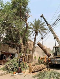 تقطيع الأشجار ٠٧٨١٦١٥٠٧٥٤ واتساب