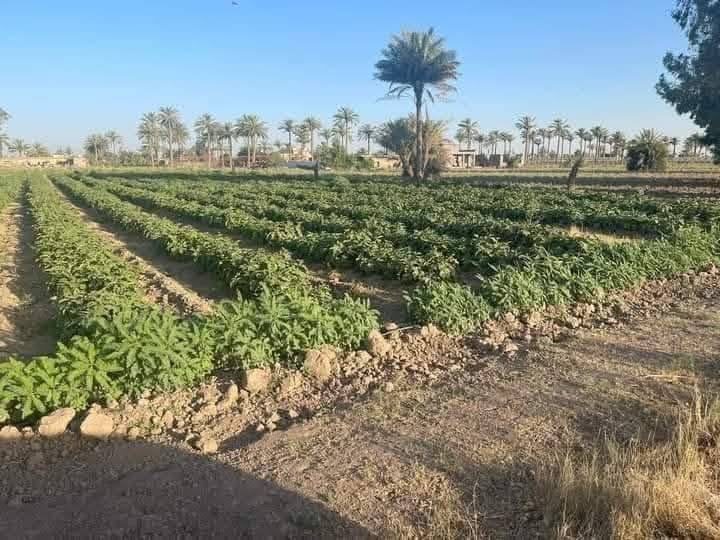 التاجي • ٣٠دوانم • طابو سند٢٥