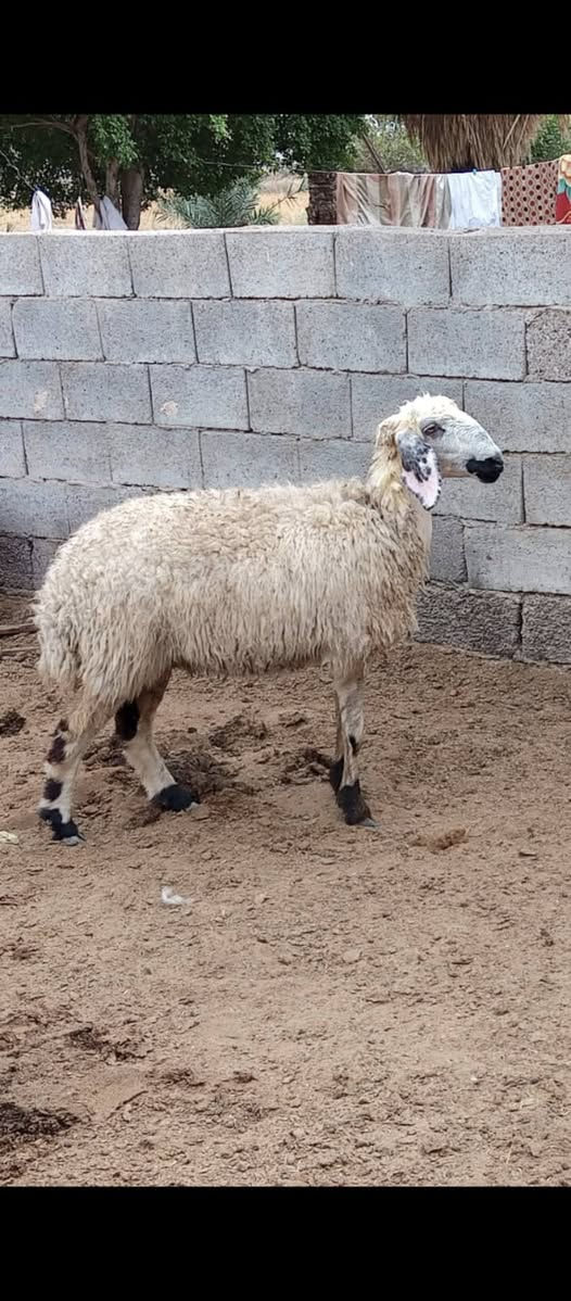 بسم الله ما شاء الله متى حلال للبيع العدد 3 حلال درجه اولى امهات ثاني بطن واللي يدوراصايل مكان بغداد المشاهده قرب التاجي توصيل ما عندي السعر خاص خابر وتدلل (‪***********
