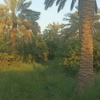 نص دونم • المدائن • ٢٠٠م من دجلة