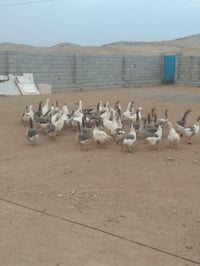 قدور • ٥٠ قطعة • مستعمل