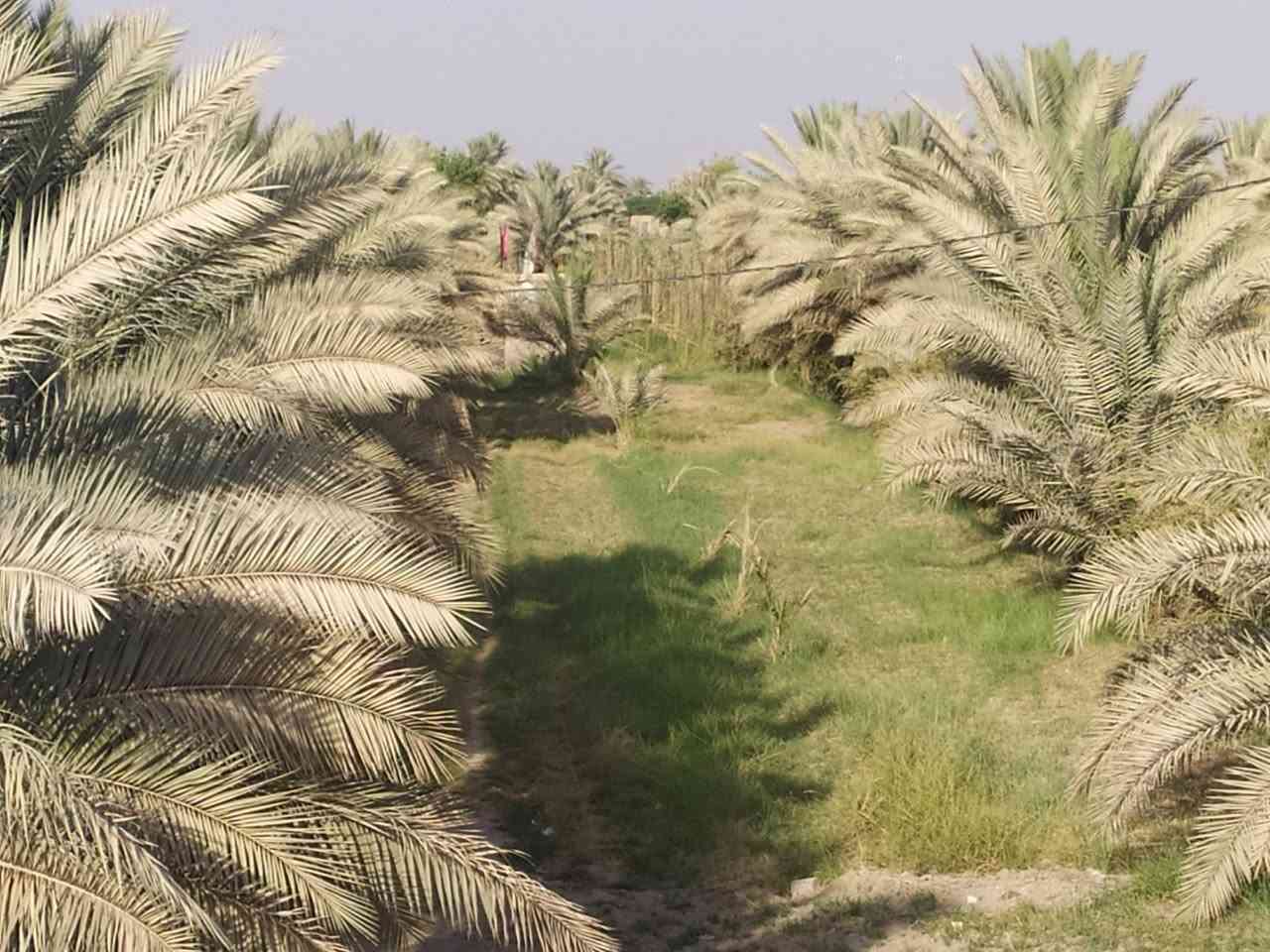 اللهم صل على محمد وآل محمد
للبيع بستان ثلاث دوانم مع خمسه بيوت سند 25 شرط التحويل بستان مشجر من النخيل بأنواعه والفواكه بأنواعه مسيج بيارسي وجادر موقع البستان سده الهندية يبعد عن مدينة كربلاء 20 كيلو بيوت بناء حديث كافة الخدمات موجوده كهرباء وسط البستان مي موجود مدارس قريبه 
سوك قريب للاستفسار الاتصال على الرقم 
*********** أو خاص
