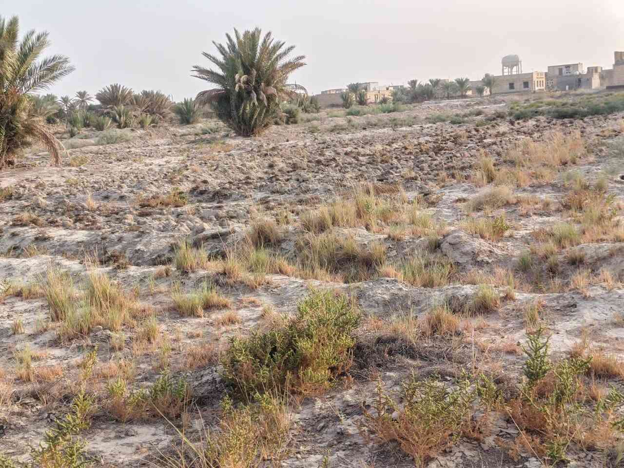 طابو زراعي • سند ٢٥ • قرب مشتل نيبور