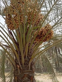 حلة بابل • ١٠٠٠م • طابو زراعي